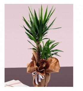 saksıda İkili Yucca(stok sorunuz)