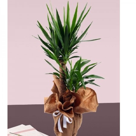 saksıda İkili Yucca(stok sorunuz)