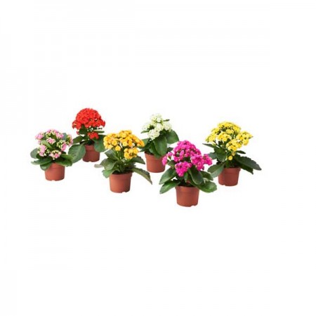 saksıda Kalanchoe Çiçeği